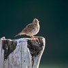 Listen out for the uplifting song of the Skylark in and around RSPB Geltsdale