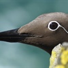 We call on the Welsh Government - Save Our Seabirds!