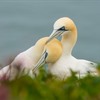 Protecting Welsh seabird islands