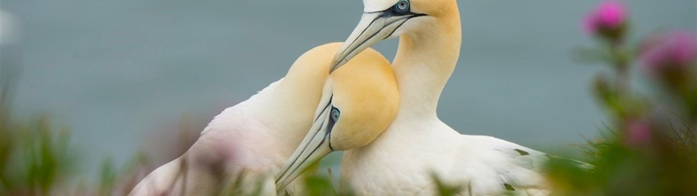 Protecting Welsh seabird islands