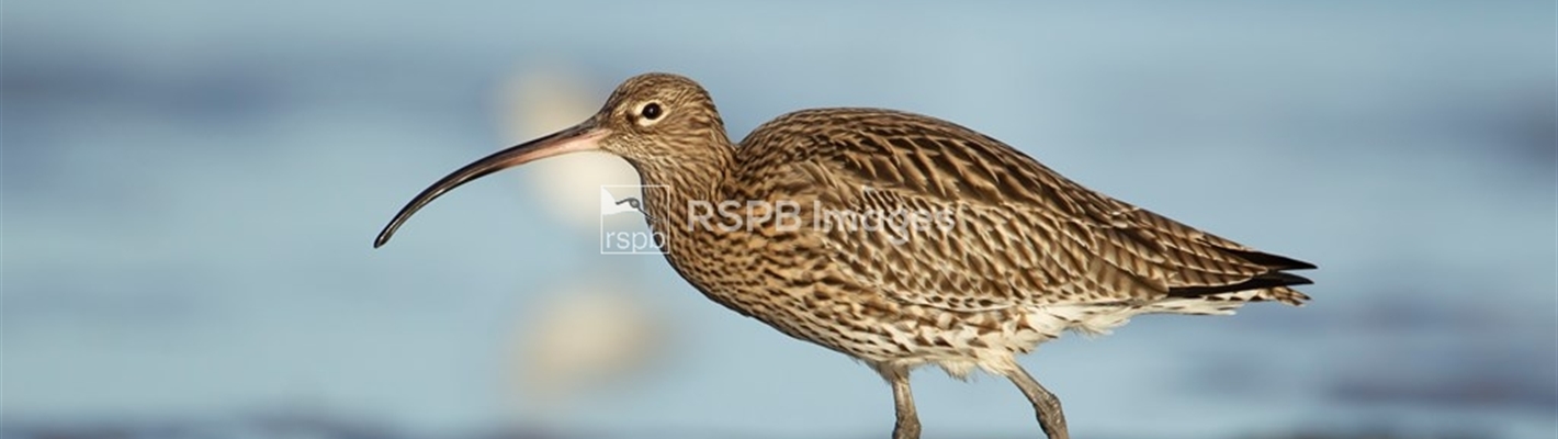 The Conference of the Birds: Curlew &amp; Great Auk - Sean Harris