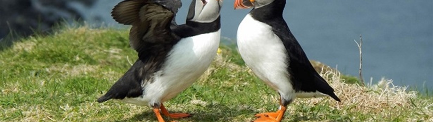 World Seabird Day: here’s how you can get involved