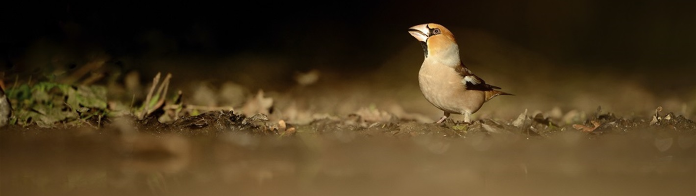 Protecting north Wales’ hawfinches