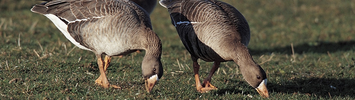 Greenland geese better protected when they next visit Wales