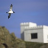 Protecting RSPB South Stack’s seabirds