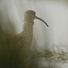Curlews in Wales: a bird on the brink