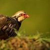 Licensing the release of gamebirds into the Welsh countryside: our views on Natural Resources Wales’ consultation