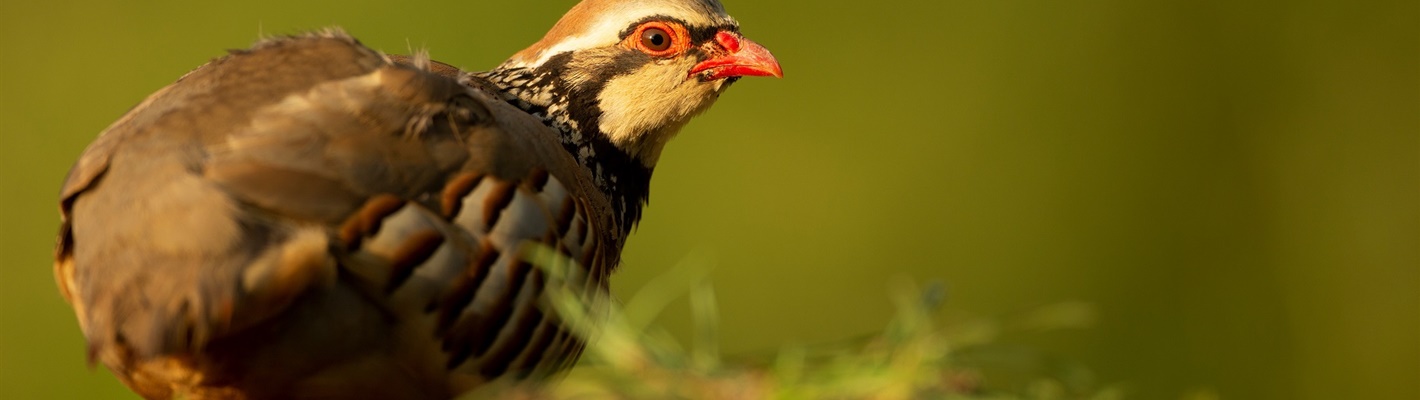 Licensing the release of gamebirds into the Welsh countryside: our views on Natural Resources Wales’ consultation