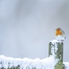 Wales’ winter wildlife wonders