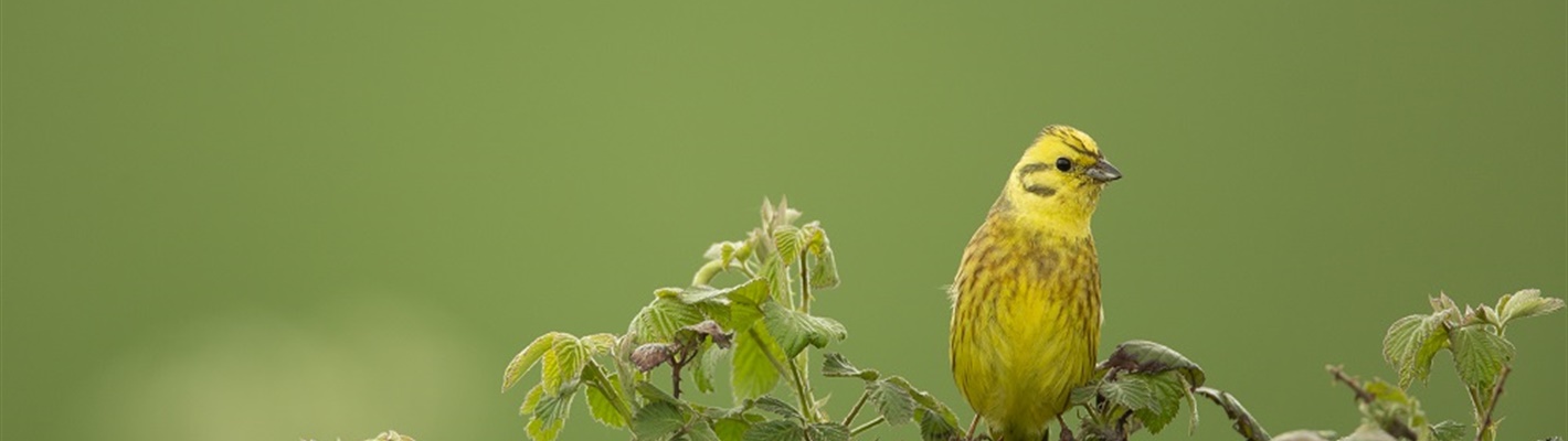 Why is the General Election important to Wales&#39; nature?