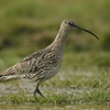 £594 million needed annually to support nature friendly farming in Wales