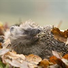 Autumnal acts to help our wildlife