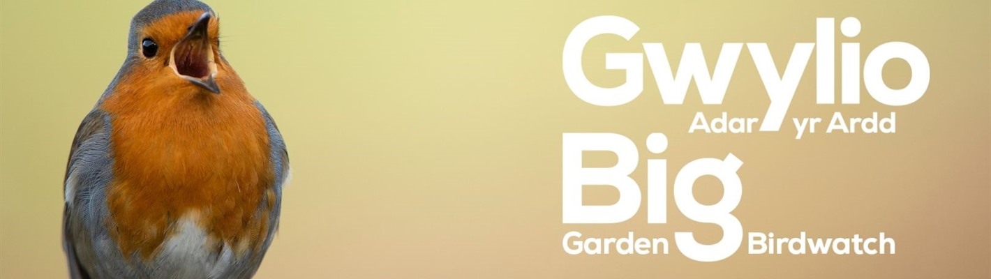 Big Garden Birdwatch preparation