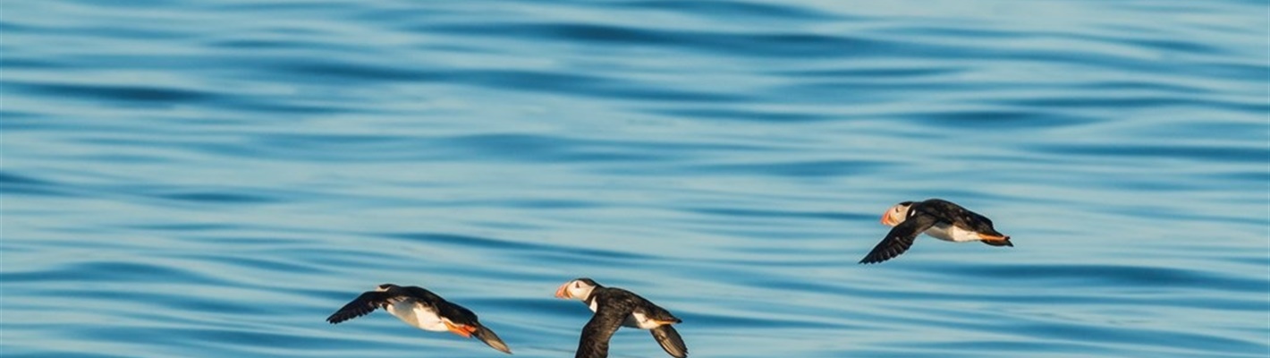 Help us to save RSPB South Stack’s seabirds