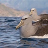 Six things you didn’t know about albatrosses