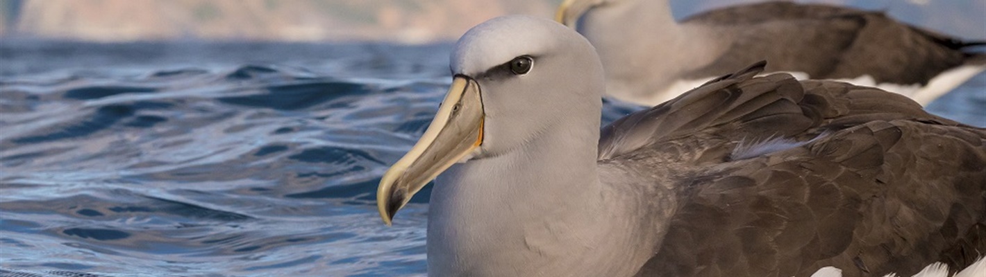 Six things you didn’t know about albatrosses