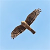 Illegal killing of birds of prey in Wales must end