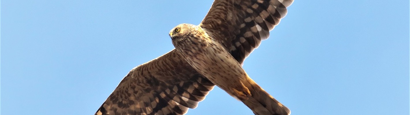 Illegal killing of birds of prey in Wales must end