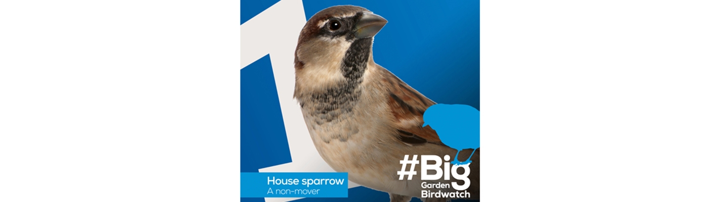 Big Garden Birdwatch 2021 - the results are in!