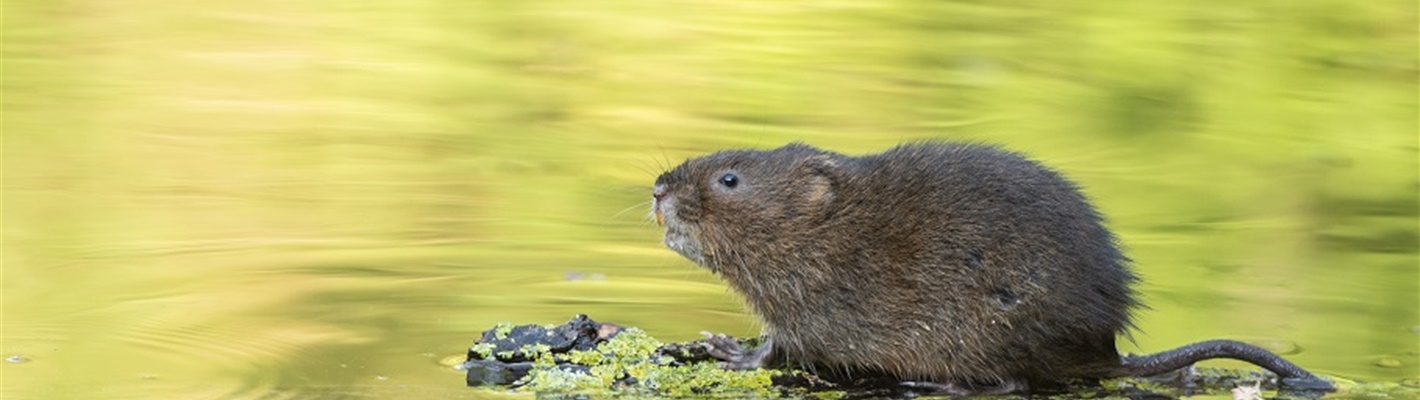 The drastic plight of the Water Vole