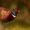 Licensing the release of gamebirds into the Welsh countryside: why regulate, and why now?