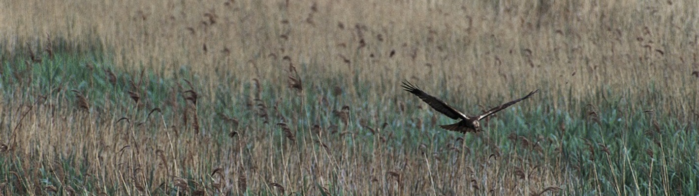 Blog 2024 RSPB Cymru