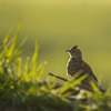 Restoring our farmland nature: why farmers will lead the way