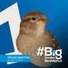 Big Garden Birdwatch 2022: The results are in – and Wales makes us proud!
