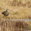 Croeso pwyllog i oes newydd o bolisi ffermio a natur yng Nghymru