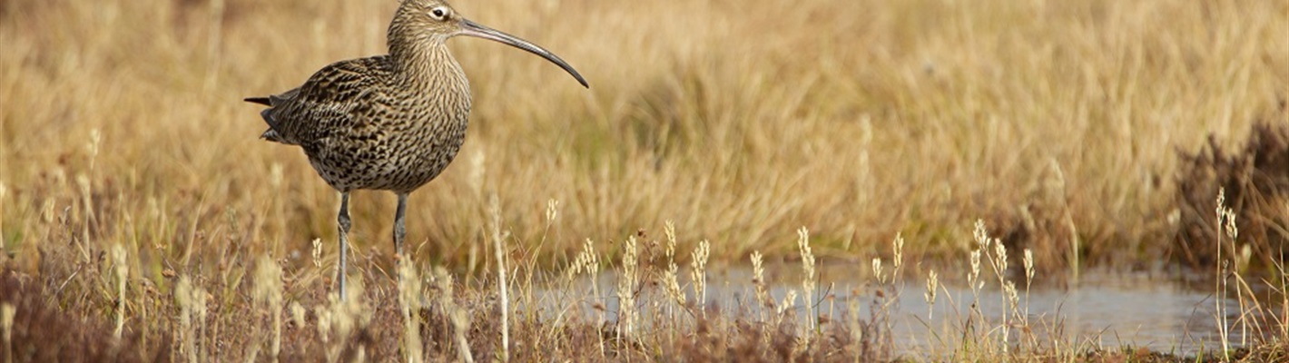 Croeso pwyllog i oes newydd o bolisi ffermio a natur yng Nghymru