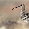 Saving the iconic curlew