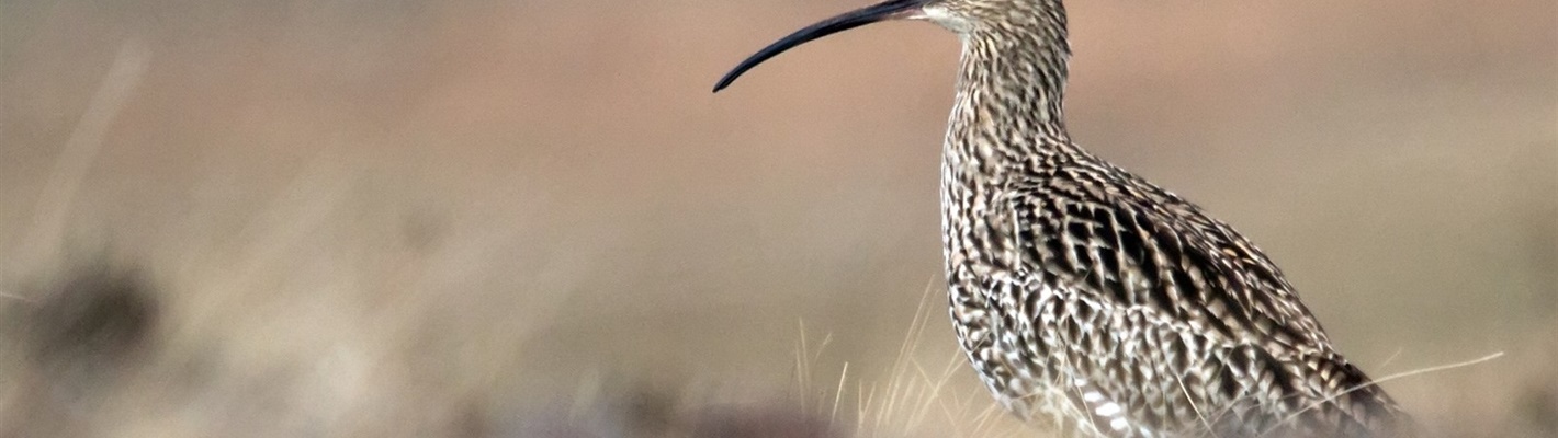 Saving the iconic curlew
