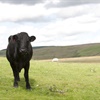 RSPB Cymru welcomes proposals for Wales’s new Sustainable Farming Scheme