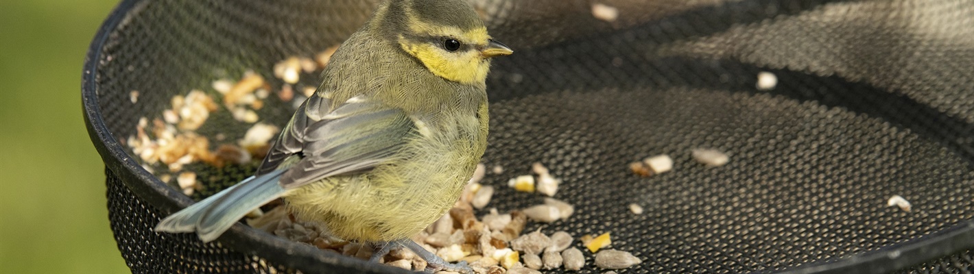 Feeling the heat? So is our garden wildlife