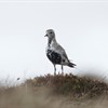 State of Birds in Wales revealed