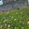Rhaid mynnu ymateb brys i argyfwng natur Cymru