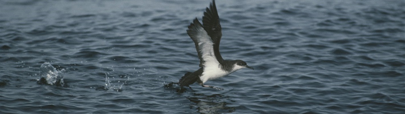 A warm Welsh welcome to the magical Manx Shearwaters
