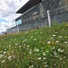 Helping pollinators at the National Assembly for Wales