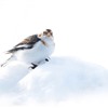 Seven things you might not know about snow buntings