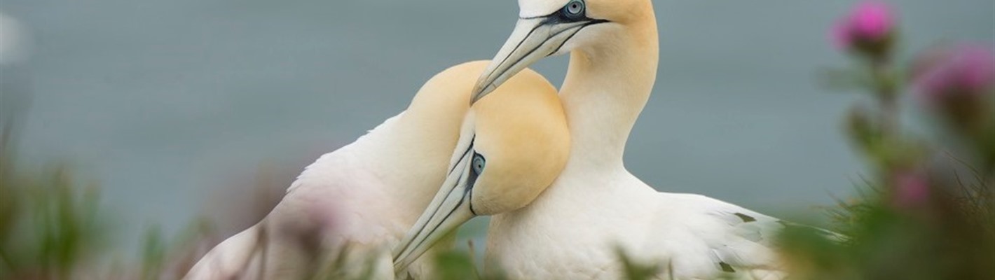 Avian flu on Grassholm Island