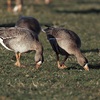 Greenland white-fronted geese guarded in Wales!