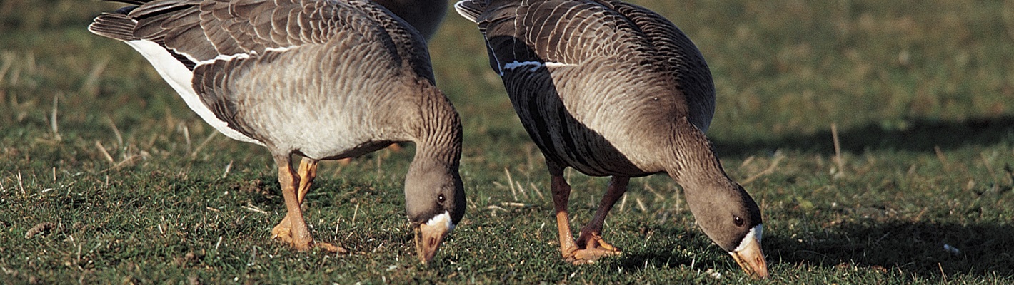 Greenland white-fronted geese guarded in Wales!