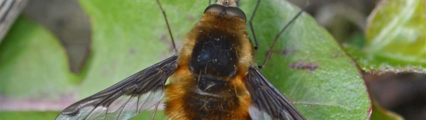 A Bee or Not A Bee? – exploring the life of bee-flies