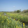 Nature-based Solutions in Welsh Climate Adaptation Policy
