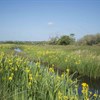 Bywyd gwyllt yn cael eu hudo gan lonyddwch safle RSPB Cors Ddyga