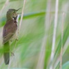 Years of hard work brings special wildlife to one small corner of Anglesey