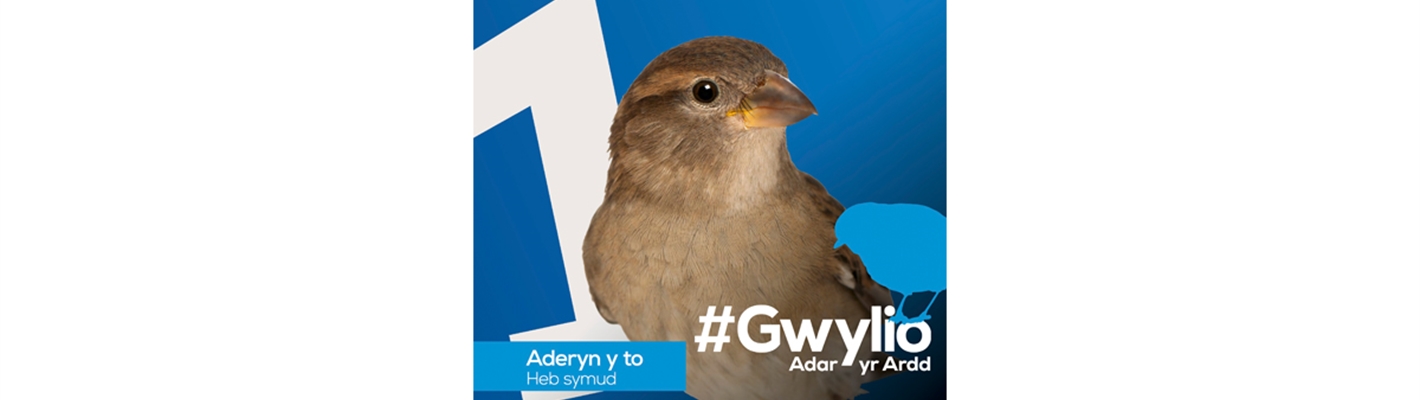 Gwylio Adar yr Ardd 2021 - mae&#39;r canlyniadau yma!