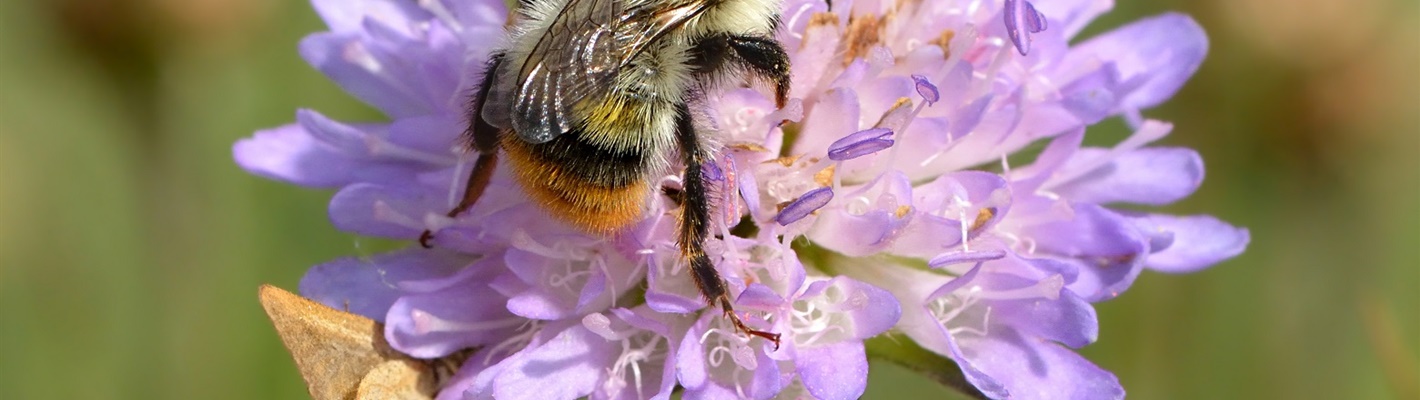 Buzzing About Shrill Carder – bringing nature to life at Rumney Partnership Hub