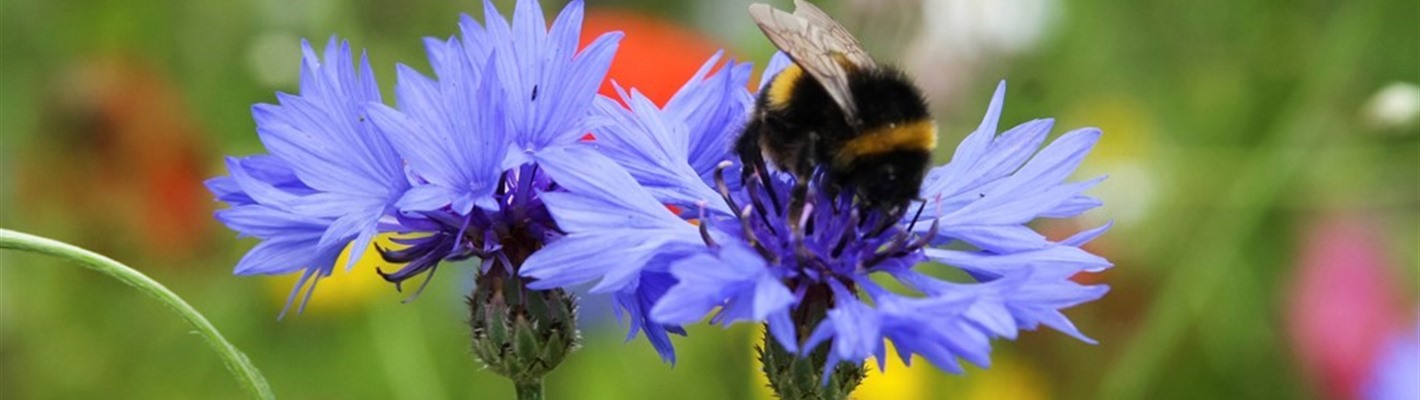 Easter holidays: The &#39;RSPBee&#39; isn&#39;t just about birds – bees need our help too!
