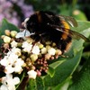Report of the 2019 Butterfly and Bumblebee monitoring at Hope Farm, the effectiveness of our Wildlife-Friendly farming.